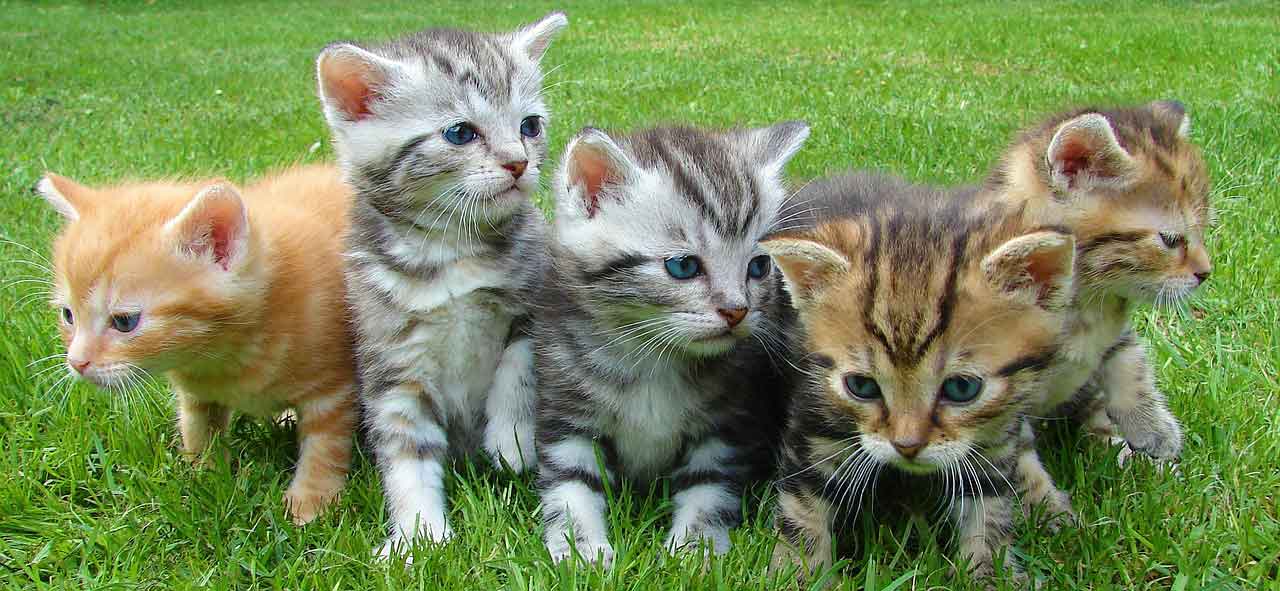 たくさんのネコ